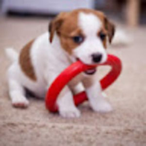 Meet your Posher, Bridget